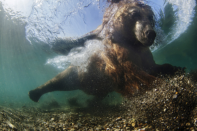 堪察加棕熊，水下图片下载