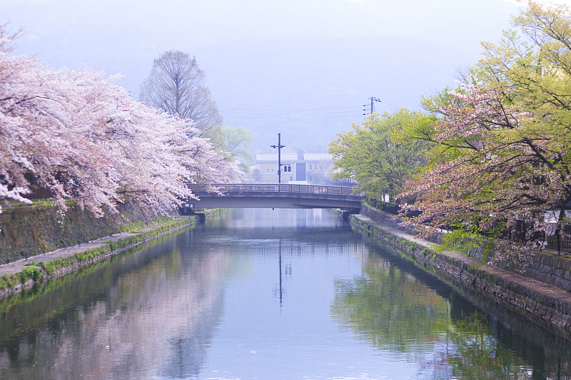春天的冈崎运河图片下载