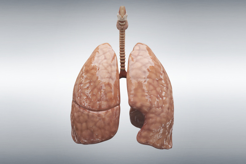 人类的肺图片素材
