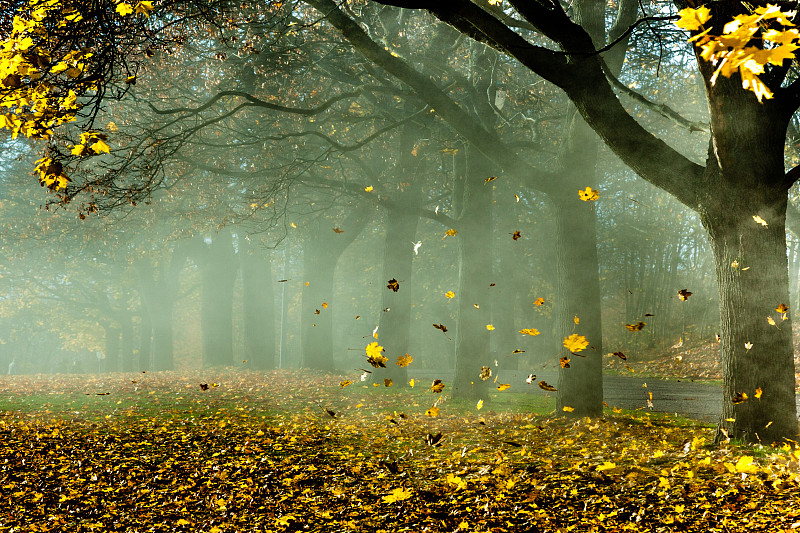 秋风吹过树叶图片素材