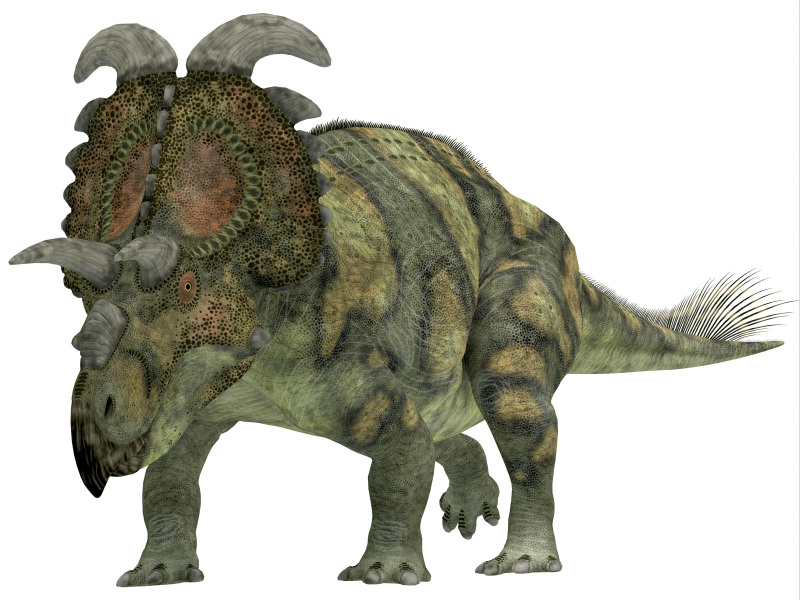 阿尔伯特角龙是一种食草恐龙,生活在白垩纪时期的北美北部图片下载