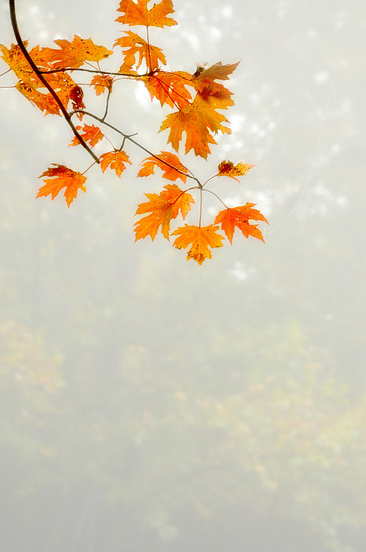 康涅狄格州的秋色图片下载