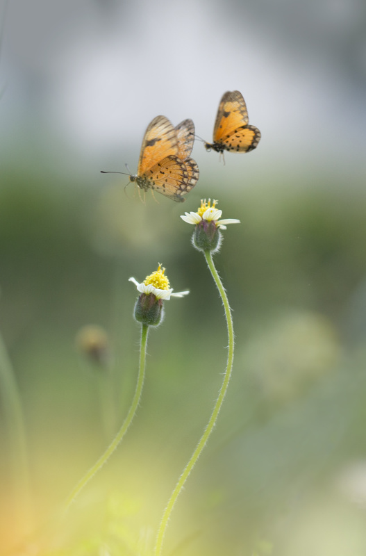 两只热带蝴蝶在两朵花的上方半空中飞翔。图片素材