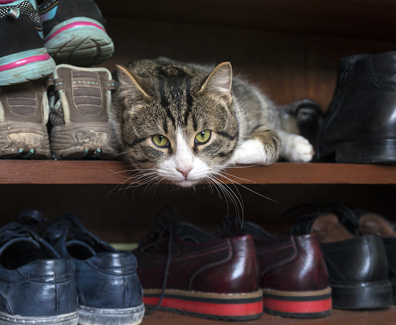 猫躺在鞋架上图片素材