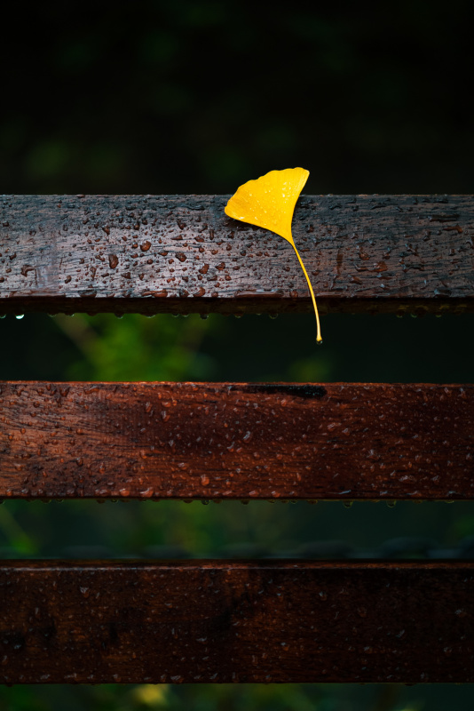 秋雨中，银杏叶粘在木凳上图片素材