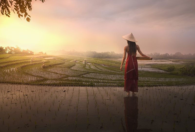 一位太平洋岛民站在稻田里图片下载