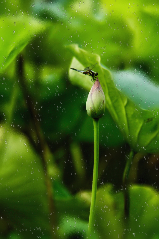 雨季的蜻蜓在花蕾上图片素材