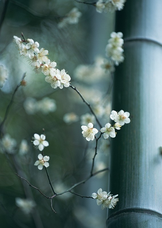 日本梅花和竹子图片下载