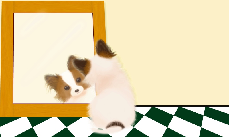 蝶耳犬看着镜子，后视镜图片下载
