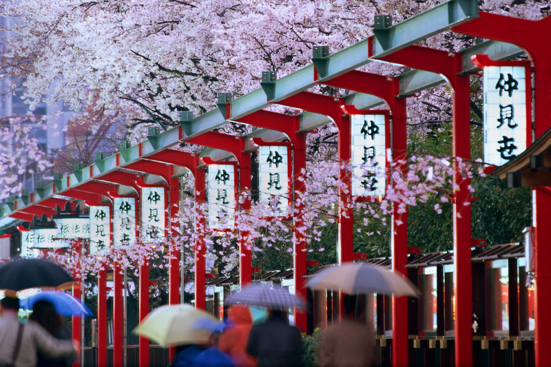 东京的樱花图片下载
