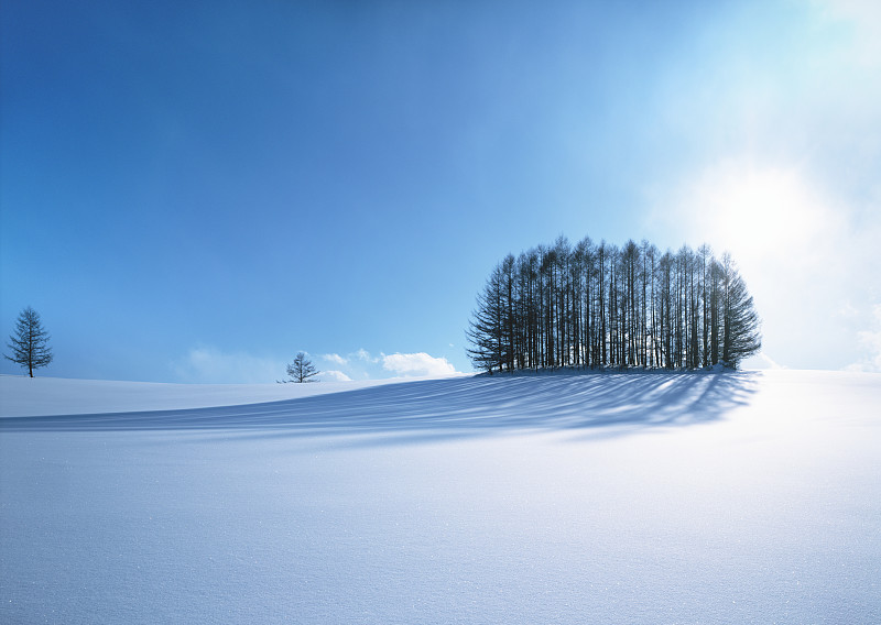 雪地里的树图片下载