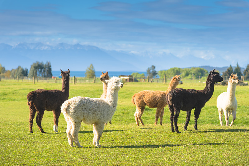 新西兰南岛的白羊驼群，以自然景观为背景图片下载