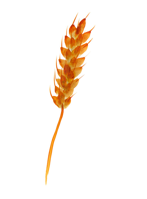 黑麦产品插图水彩小穗。在白色背景上单独绘制。图片素材