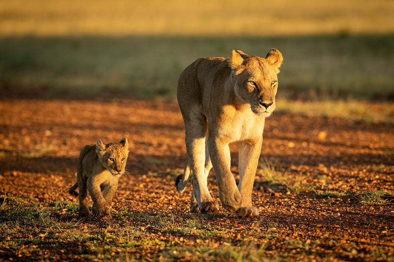 母狮带着幼崽在碎石跑道上行走图片下载