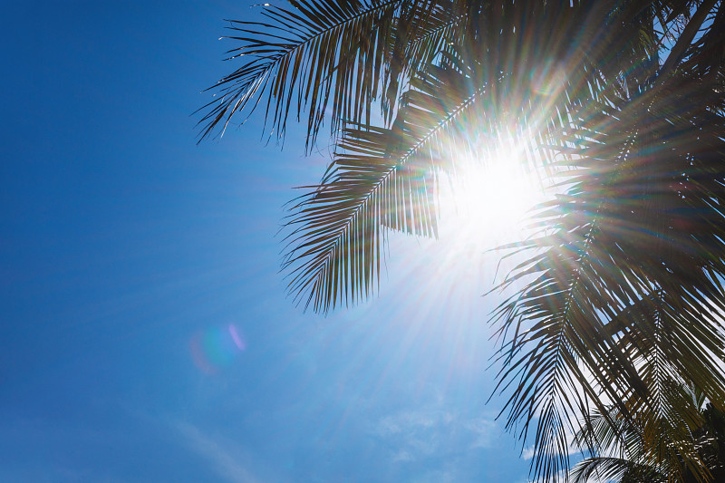 阳光透过椰子树，映照蓝天图片素材