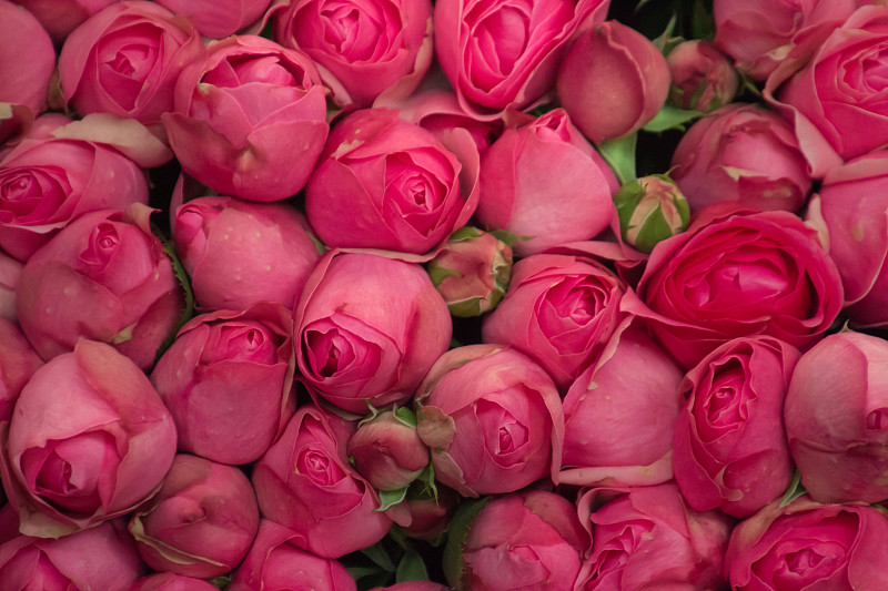 粉红玫瑰的全帧照片摄影图片