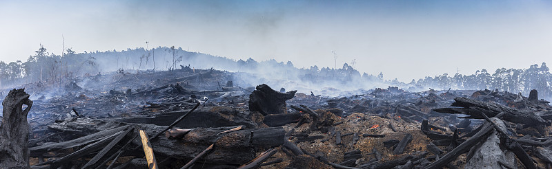澳大利亚内陆的丛林大火正在燃烧图片下载