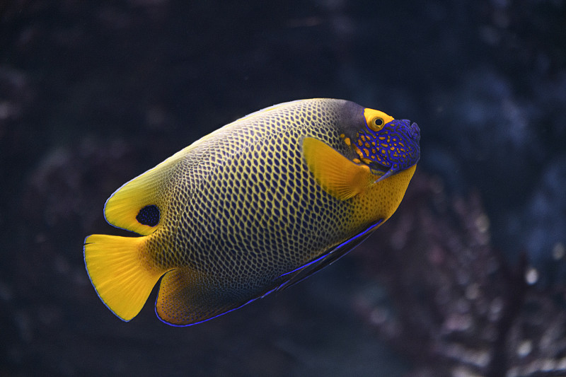蓝脸神仙鱼，游过珊瑚礁的热带鱼图片下载