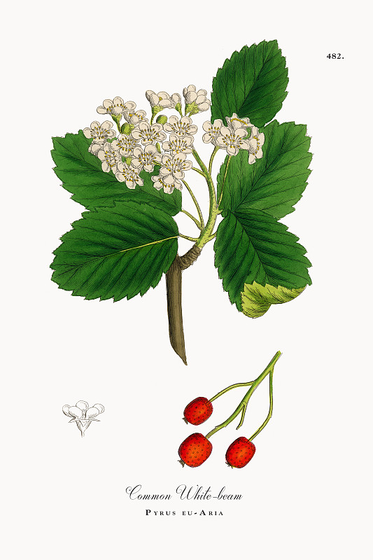 普通白木，梨属植物，维多利亚植物学插图，1863年图片下载