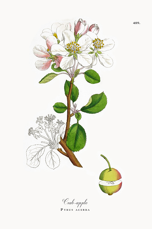 山楂，梨，维多利亚植物学插图，1863年图片下载