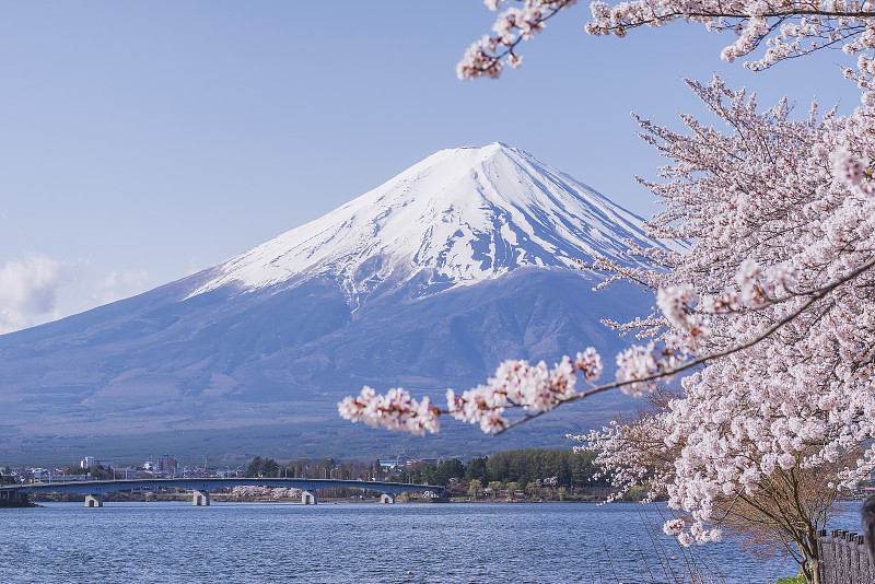日本春日的富士山和川口湖的粉色樱花枝桠图片素材