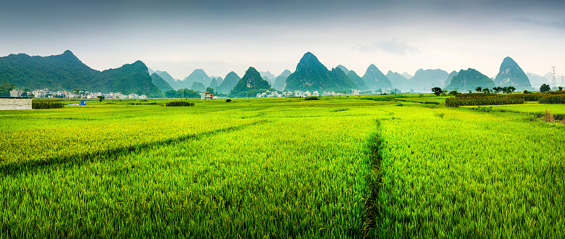 中国广西喀斯特地貌的稻田全景图片下载