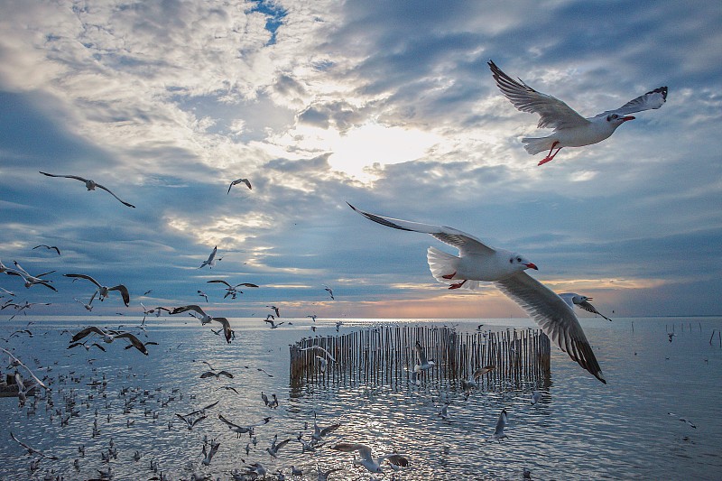日落时海鸥在海面上飞翔的风景图片下载