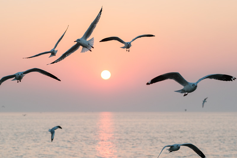 美丽的日落,一群海鸥飞过海面海鸥在蓝天的云朵里