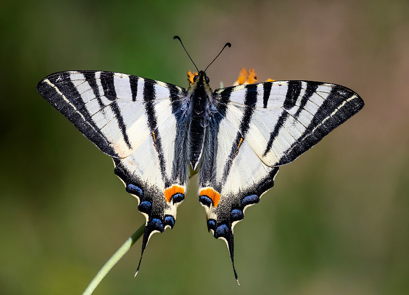 伊菲克莱德斯波达里乌斯 – 稀缺的燕尾蝴蝶图片下载