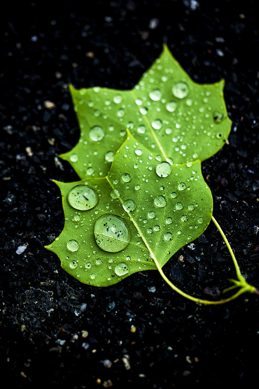 水滴落在绿色的枫叶上，背景是黑色图片素材