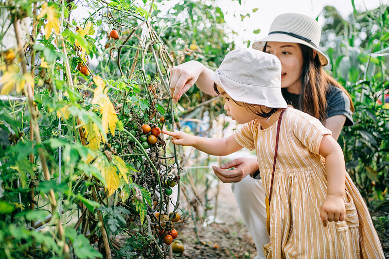快乐的年轻亚洲家庭在有机番茄农场体验农业。母亲教小女儿学会尊重自然母亲图片素材