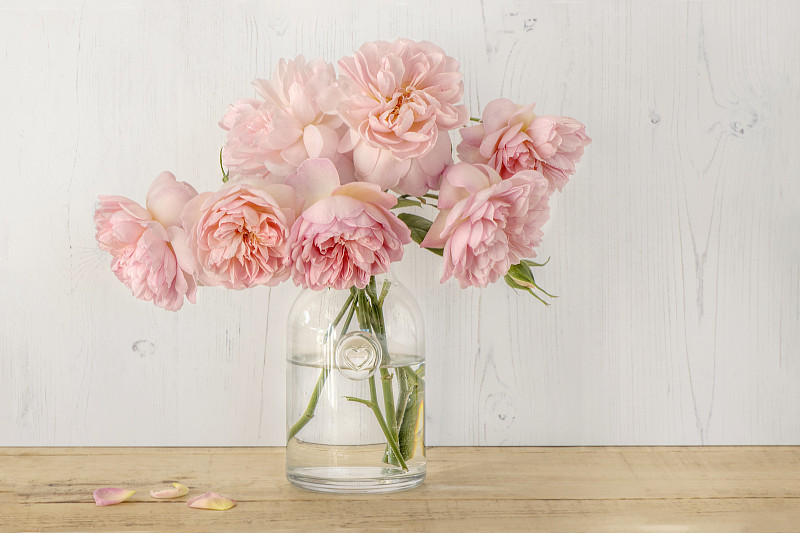 特写，美丽浪漫的静物图像，淡粉色的英国玫瑰在一个水晶花瓶图片素材