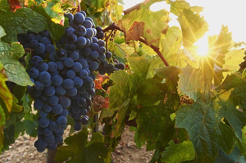 日落时分，西班牙加泰罗尼亚的葡萄园里成熟的红葡萄图片素材