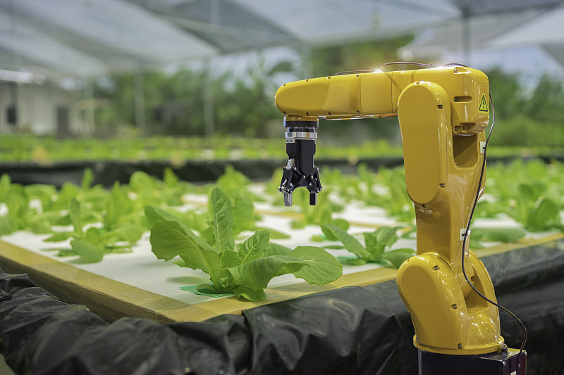 自动机器人机械臂是收获水培蔬菜，智能农场的概念图片素材