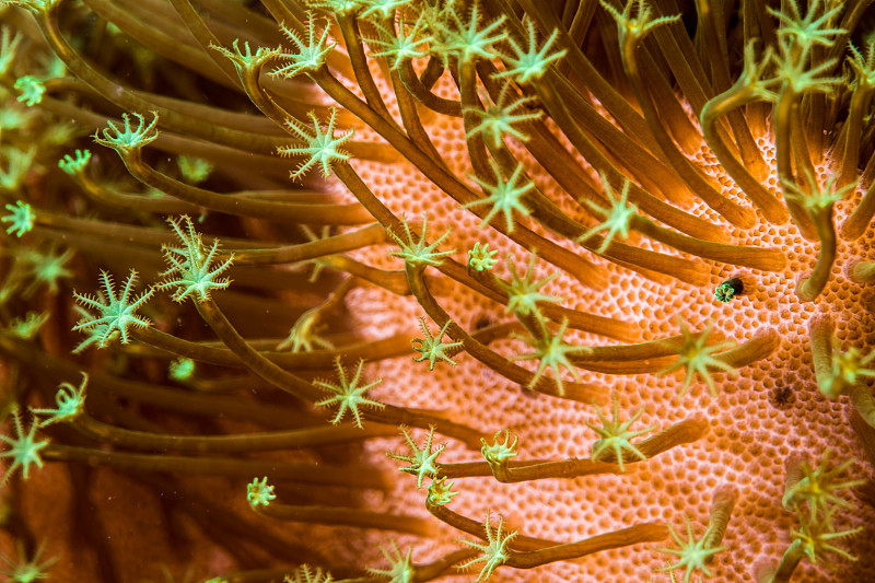 皮珊瑚的珊瑚虫图片下载