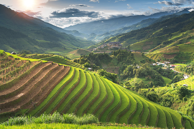 越南老街，日落时分，梯田上的稻田。越南西北部的稻田正在准备收割图片素材