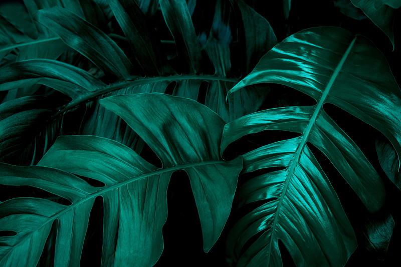特写怪物叶背景，热带叶，抽象的绿色叶纹理图片素材
