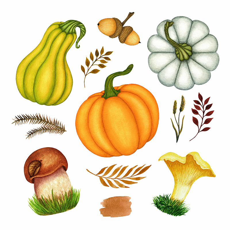 水彩秋季南瓜，橡子，蘑菇，树叶。手绘的秋季收集对象孤立在白色的背景图片下载
