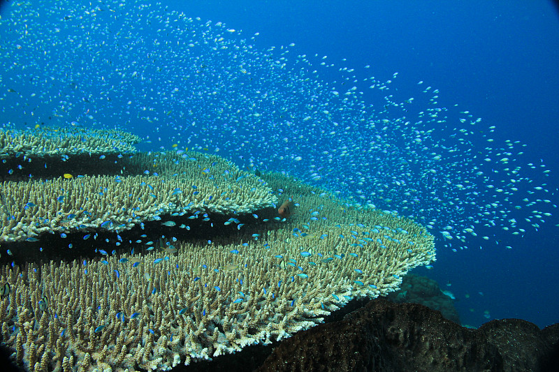 珊瑚礁，水下广角，海葵图片下载