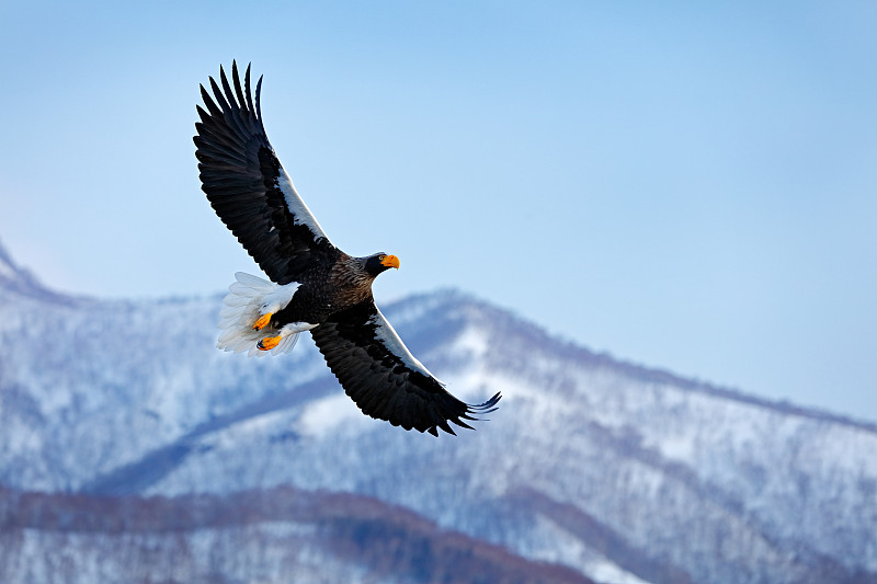 日本鹰是冬季的栖息地。山上冬天有鸟看风景。虎头海雕，猛禽飞翔，背景是群山，日本北海道。鸟在山的上空飞翔。图片下载