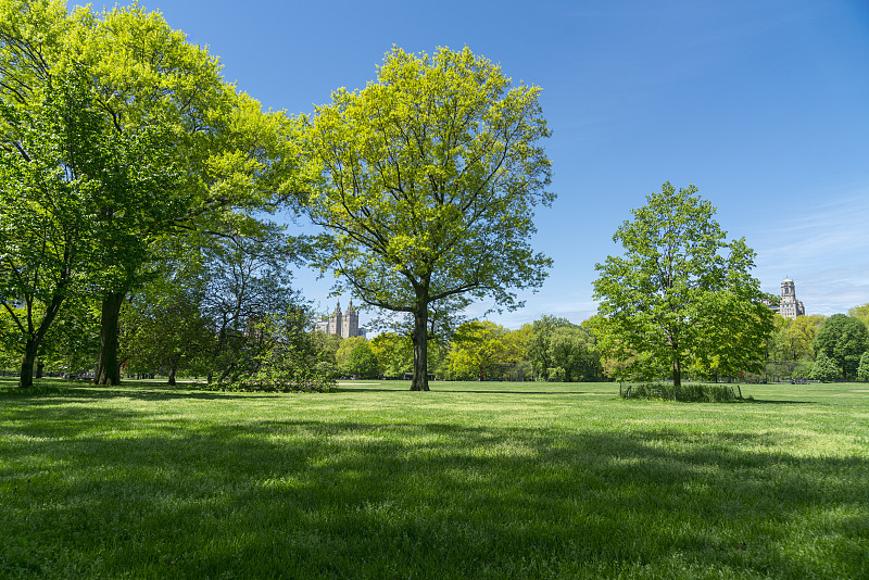 中央公园的大草坪上长着新鲜的绿树。图片下载