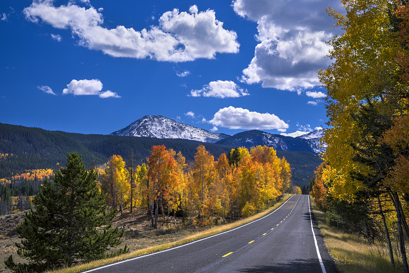 美国怀俄明州，路中秋色一片，有白杨和松树图片下载