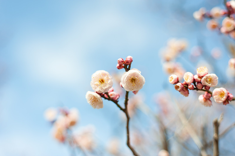 樱花对天空的特写图片下载