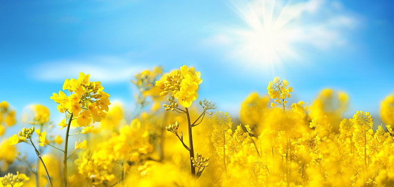 油菜花近距离与蓝天白云在阳光照射自然在春天。图片下载