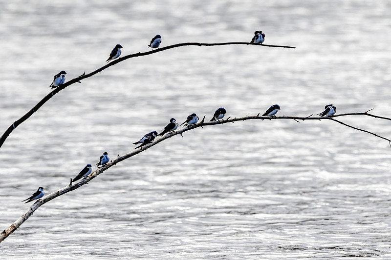 一群燕子栖息在湖中的小树枝上图片下载