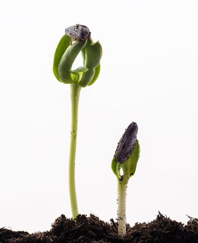 在白色背景上的一株正在发芽的向日葵幼苗的茎和叶图片