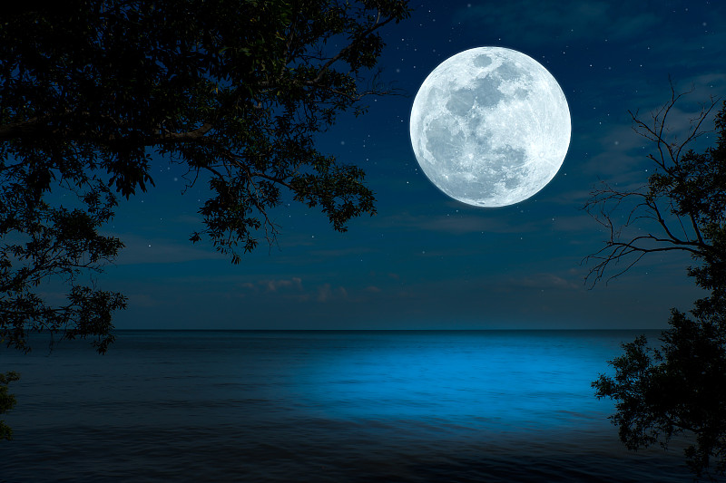 海面上的满月和夜晚树枝的剪影。图片下载