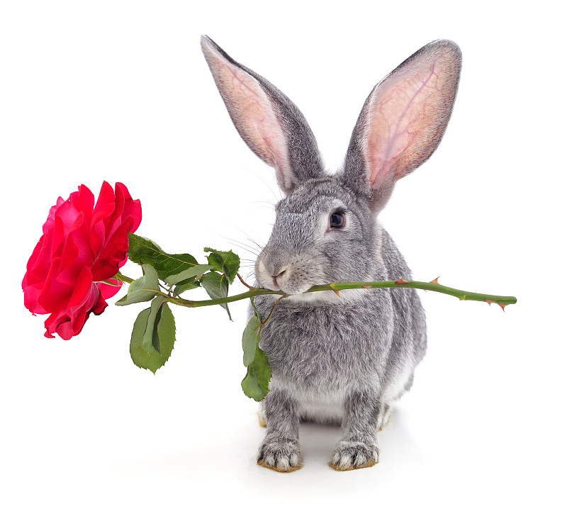 灰兔和玫瑰。图片下载