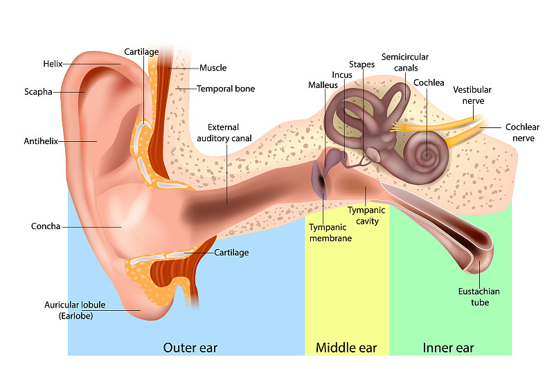 人耳解剖。耳朵结构图。人的耳朵由外耳、中耳和内耳组成。图片下载