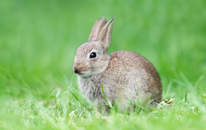 一只兔子坐在绿草地上的特写图片下载